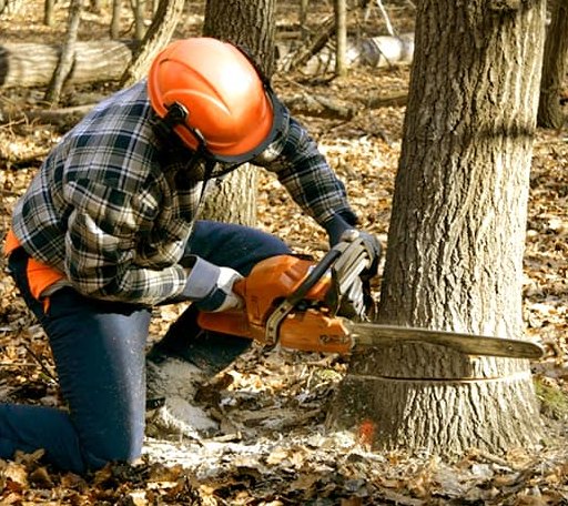Tree Removal in Volcano, CA